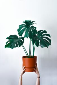 tall Monstera deliciosa Plant