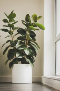 Rubber Plant