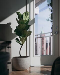 Tall indoor fiddle leaf fig plant at the corner