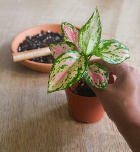 A human hand holds Chinese Evergreen plant
