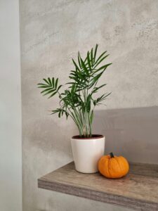 large low light indoor kentia plant on a tool