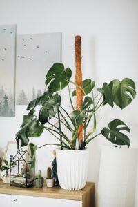 indoor monstera plant in a white pot at the corner of a small table