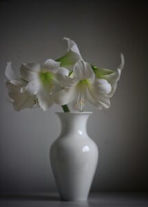 Amaryllis flowers in a white tob