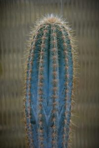 Large Blue Columnar cactus plant