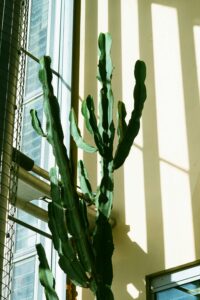 large Blue Myrtle Cactus plant