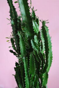 Euphorbia Ingens