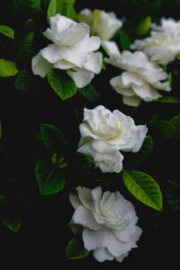 4 Gardenia indoorwhite flowers
