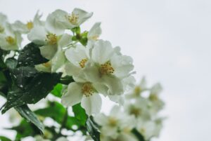 bunch of Jesmin white flowers