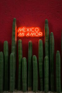 Large Mexican Fence Post Cactus indoor plants