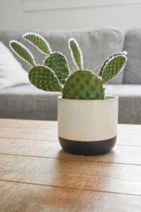 Prickly Pears cactus in a white pot