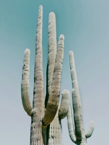 Large Sagurao cactus